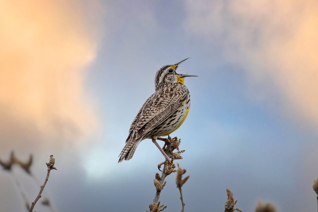 D05_2541-Edit.jpg - Western Meadowlark