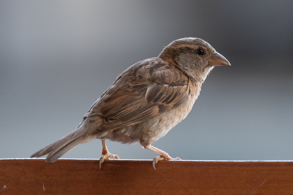 D05_2766-3.jpg - House Sparrow