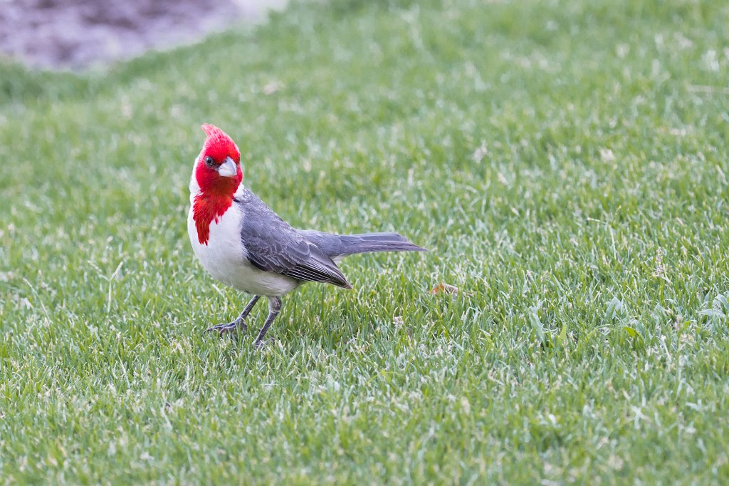 D05_3301-2.jpg - Red-crested Cardinal