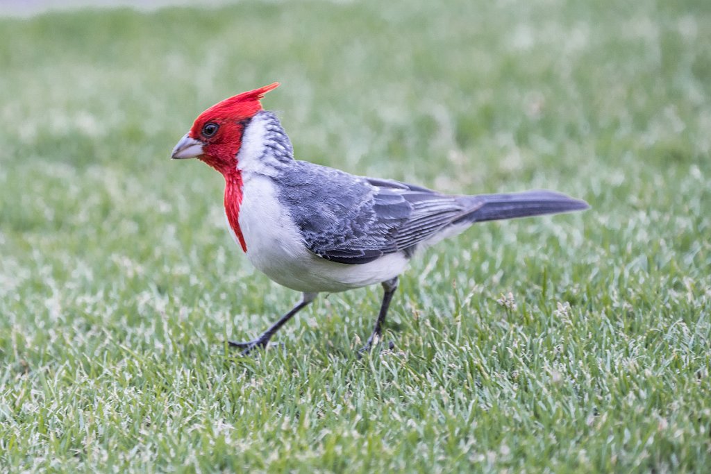 D05_3306.jpg - Red-crested Cardinal