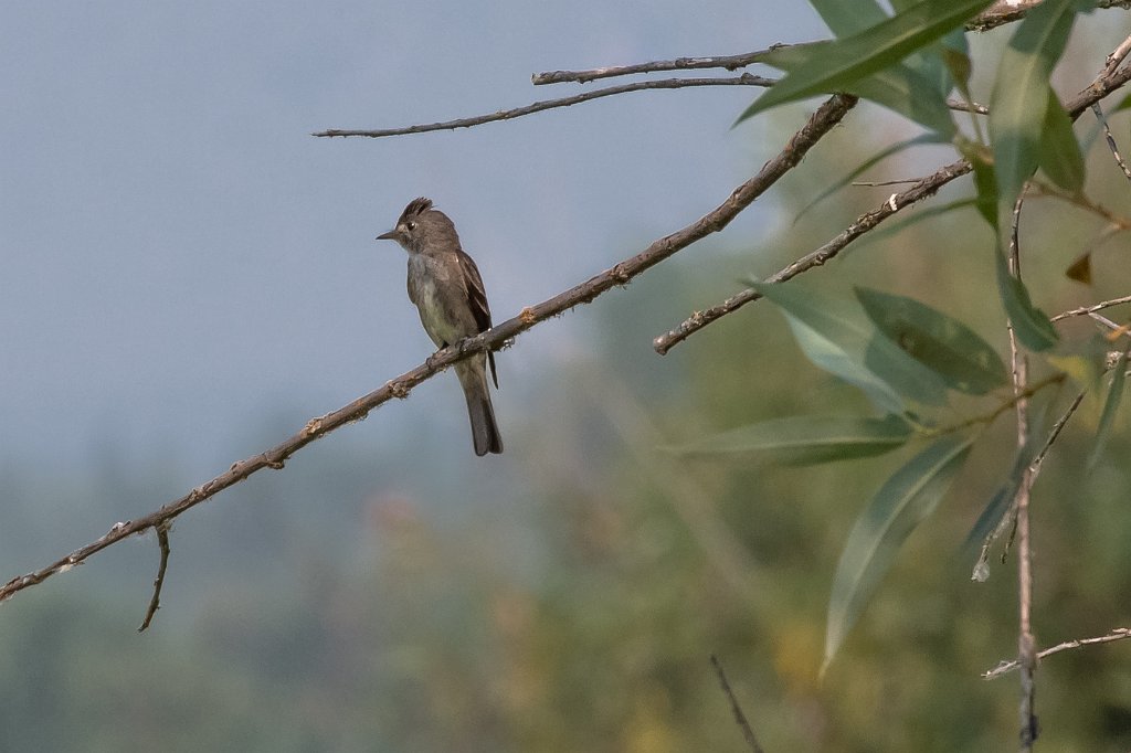 D05_5099.jpg - Olive-sided Flycatcher