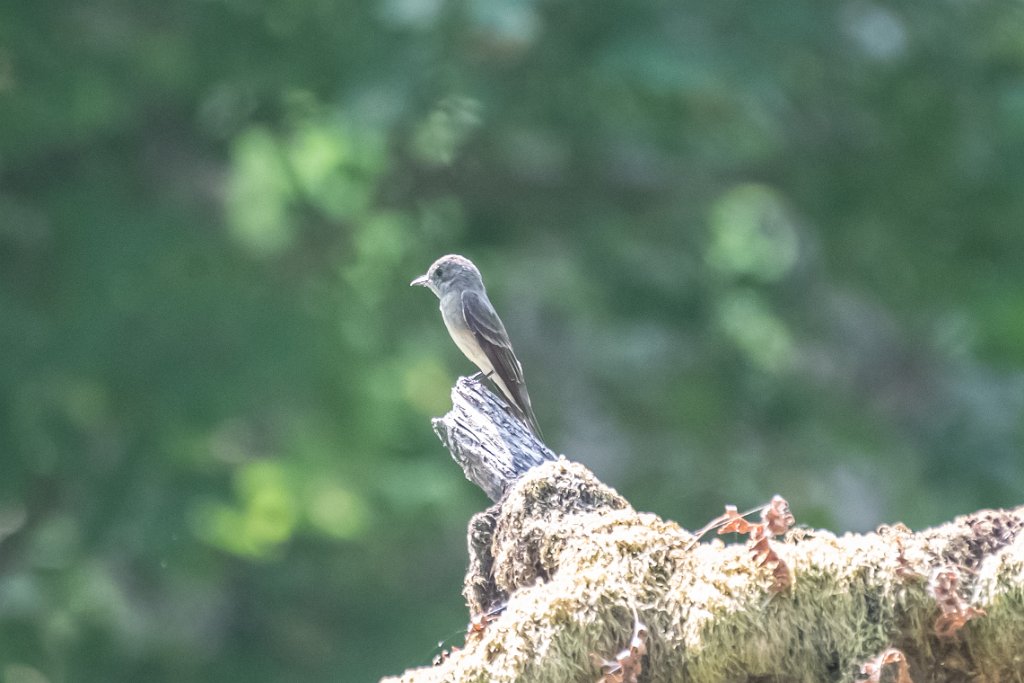 D05_5122.jpg - Western Wood-Pewee