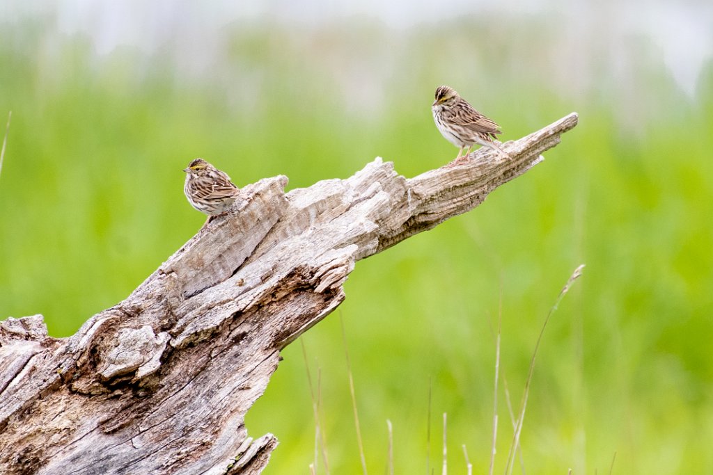 D05_5953.jpg - Savannah Sparrow