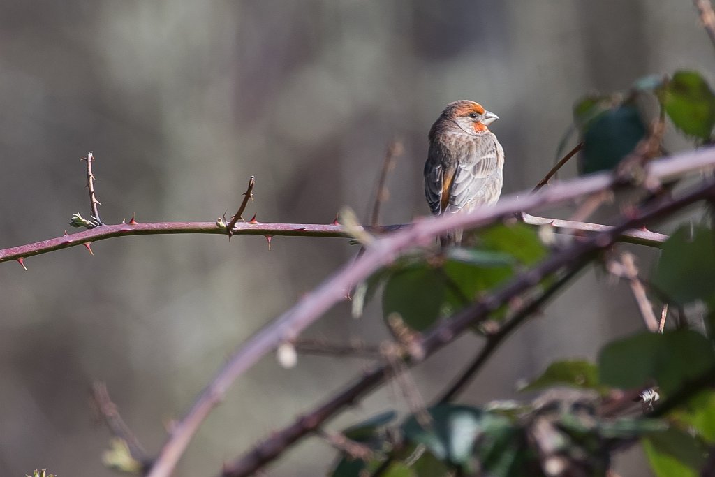 D05_6441.jpg - House Finch