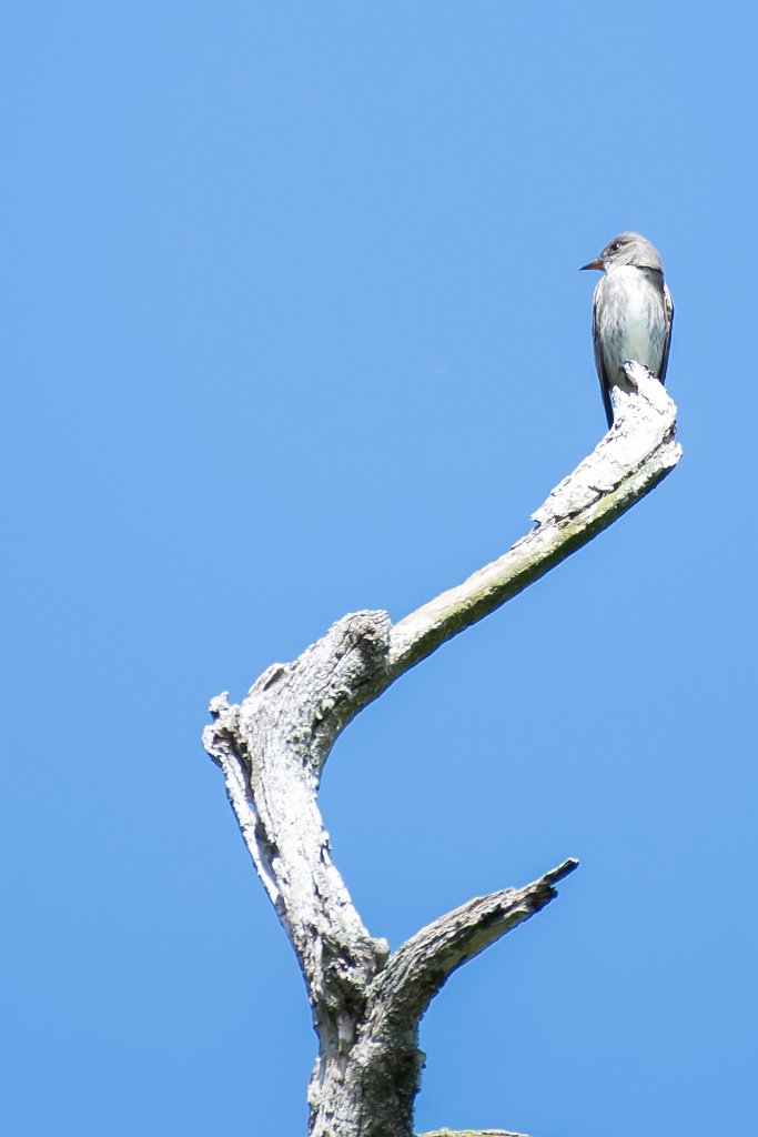 D05_6616.jpg - Olive-sided Flycatcher