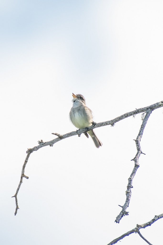 D05_7102.jpg - Willow Flycatcher