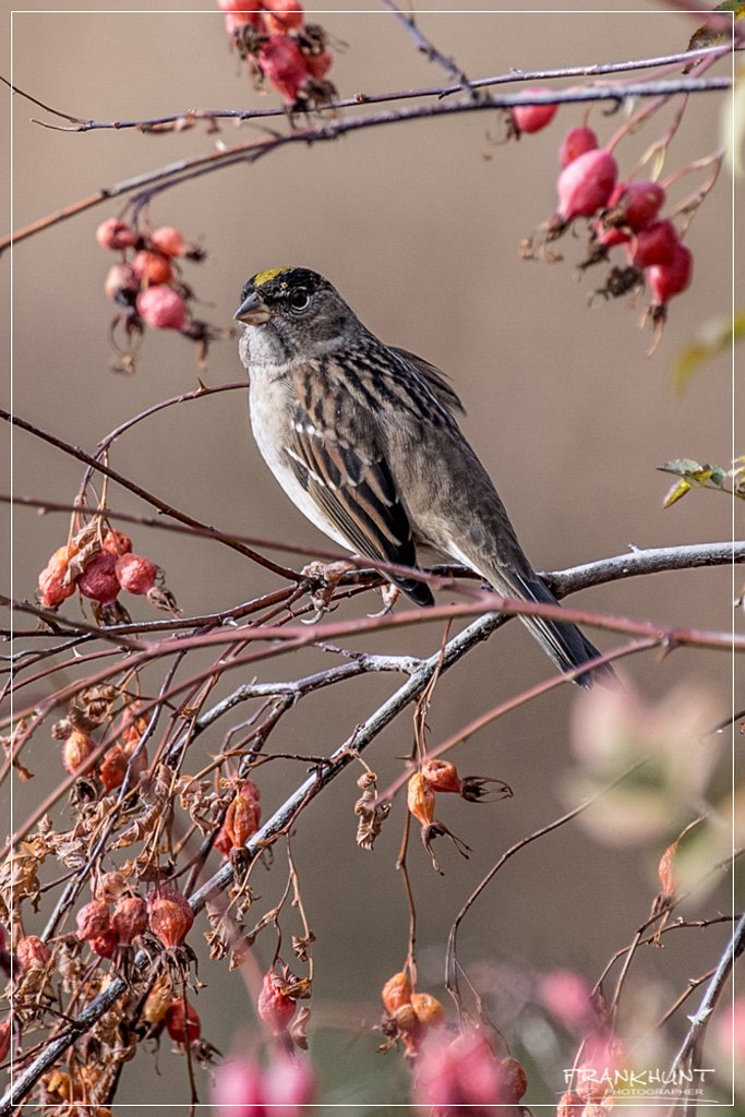 D05_7511 (2).jpg - Golden-crowned Sparrow