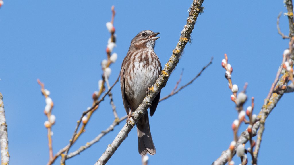 D05_8204.jpg - Song Sparrow