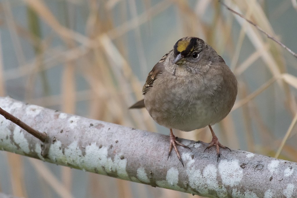 D05_8452.jpg - Golden-crowned Sparrow