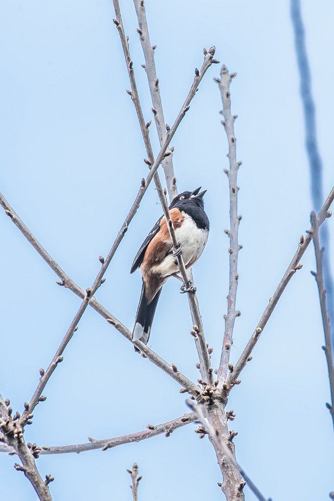 D05_9960.jpg - Spotted Towhee