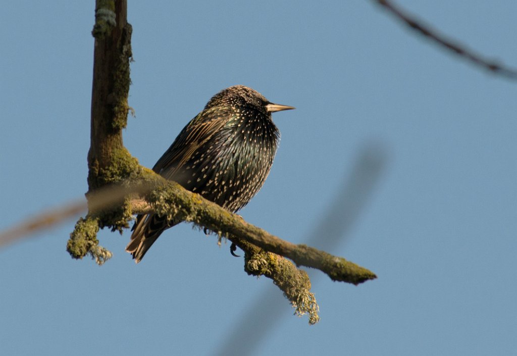 D80_2519.jpg - European Starling