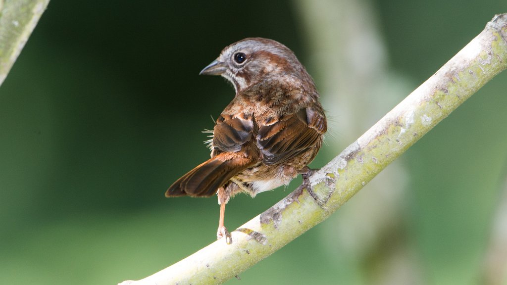 D80_5442.jpg - House Finch