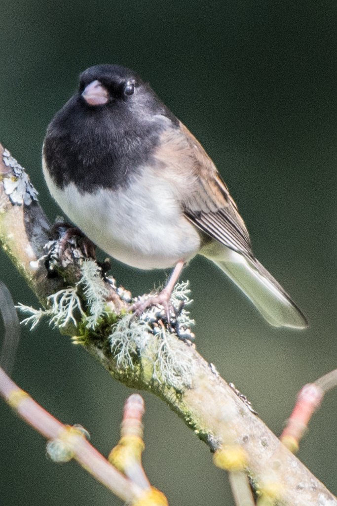 D80_8513.jpg - Dark-eyed Junco