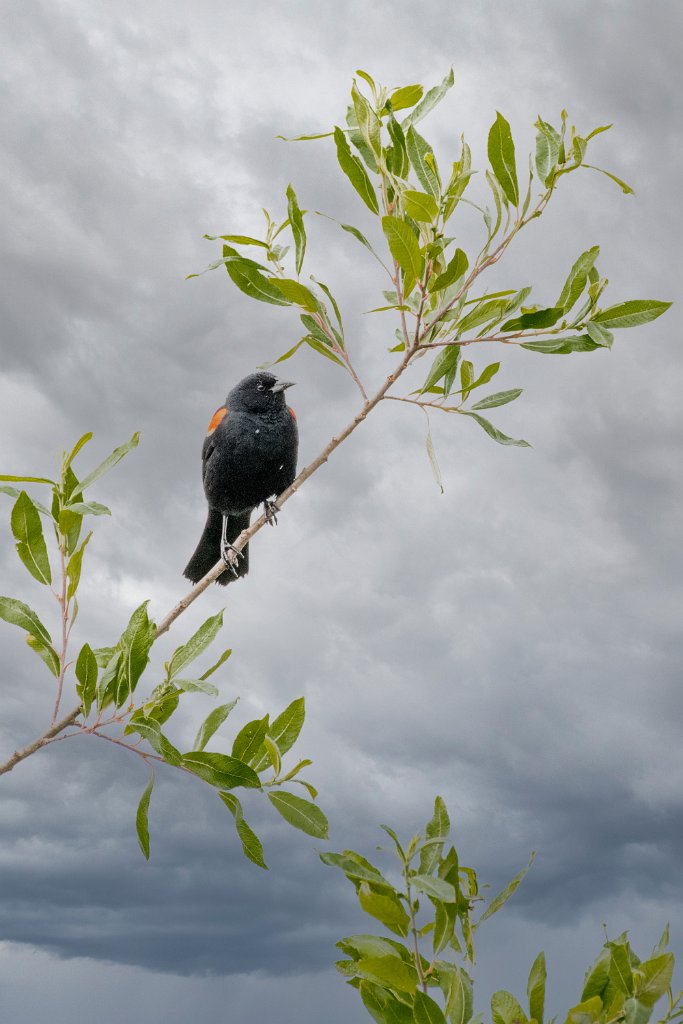 D85_0698-Edit-2.jpg - Red-winged Blackbird