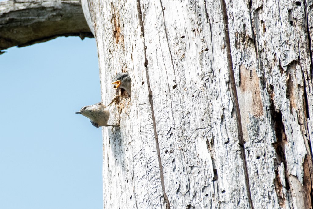 D85_0703.jpg - Red-breasted Nuthatch