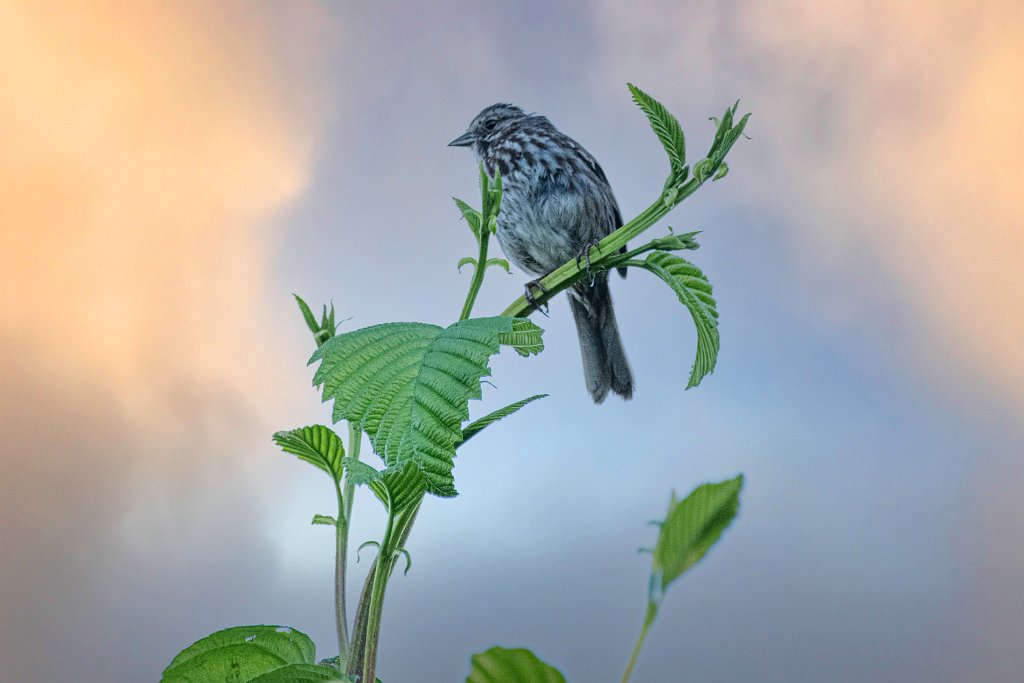 D85_1089-Edit.jpg - Song Sparrow