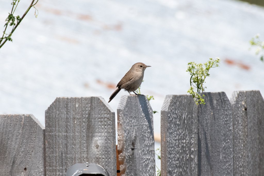 D85_1370.jpg - House Wren