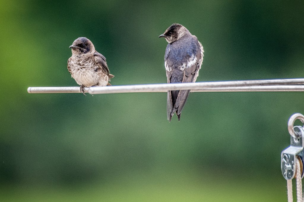 D85_1729.jpg - Purple Martin