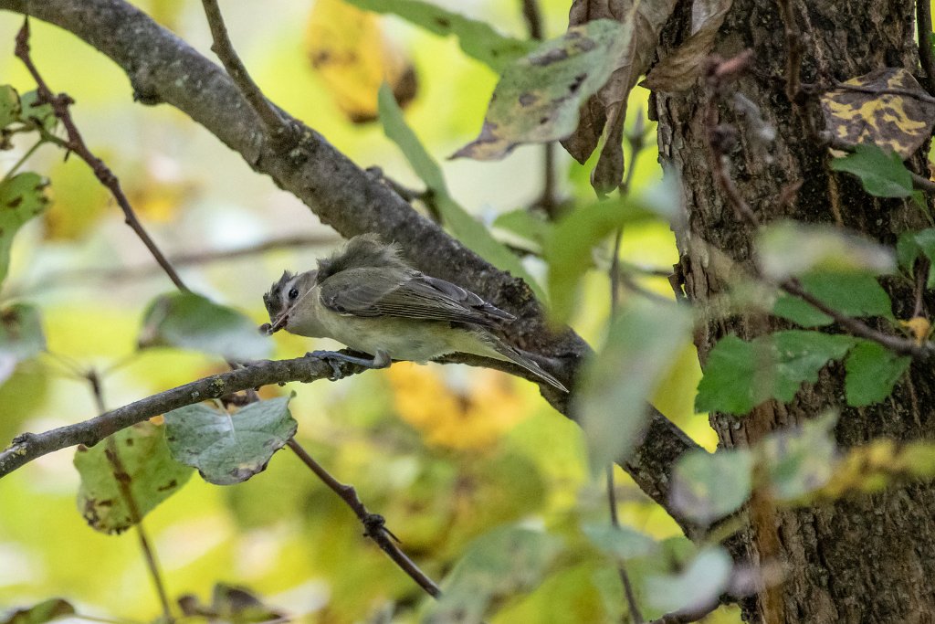 D85_2332.jpg - Warbling Vireo