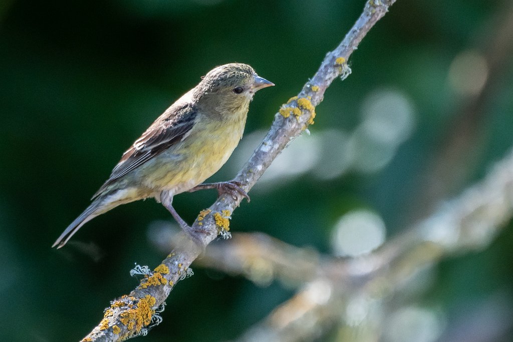 D85_2455.jpg - Lesser Goldfinch