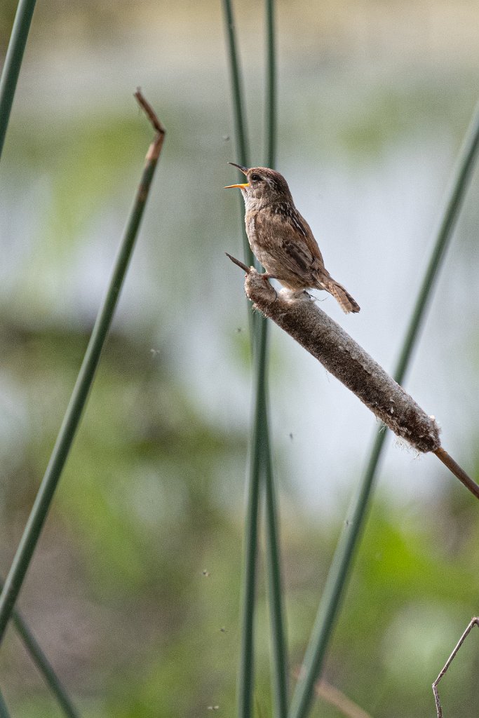 D85_3007.jpg - Marsh Wren