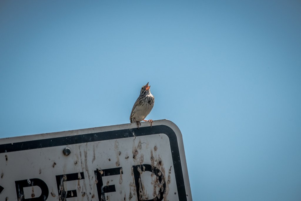 D85_3051.jpg - Savannah Sparrow