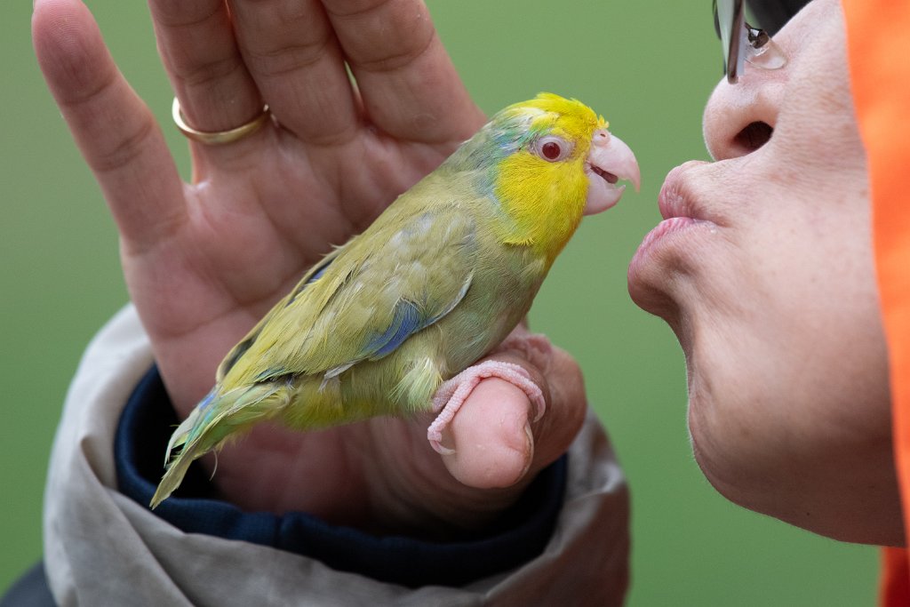 D85_3619.jpg - Parrotlet AKA Pocket Parrot