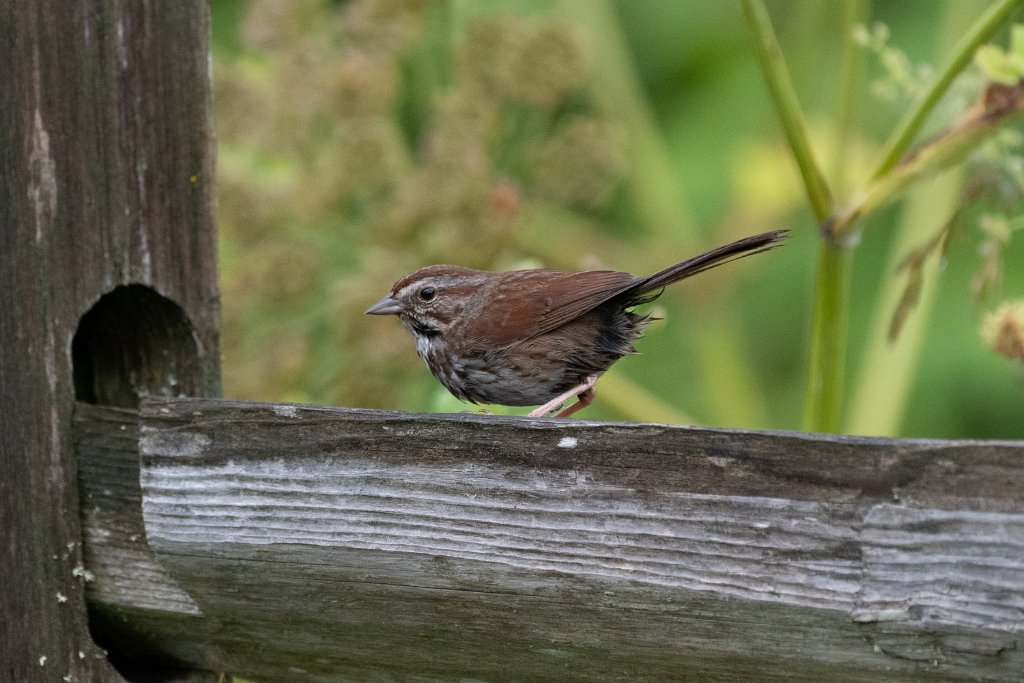 D85_3921.jpg - House Wren