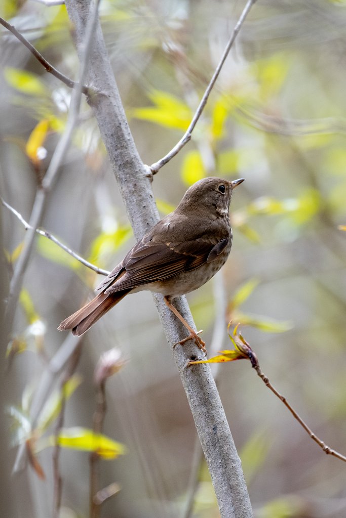 D85_4192.jpg - Hermit Thrush