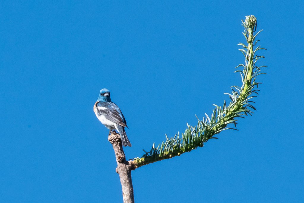 D85_4724.jpg - Lazuli Bunting