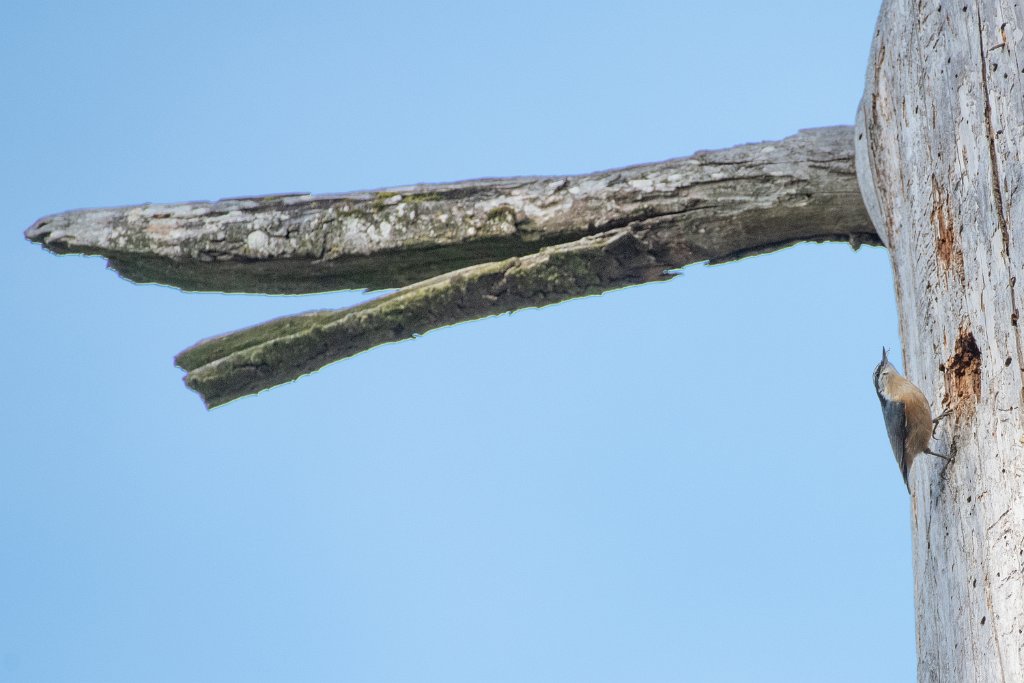 D85_5413.jpg - Red-breasted Nuthatch