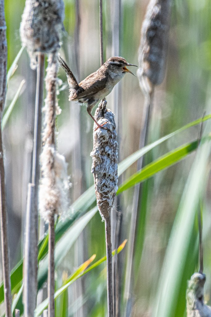 D85_5622.jpg - Marsh Wren