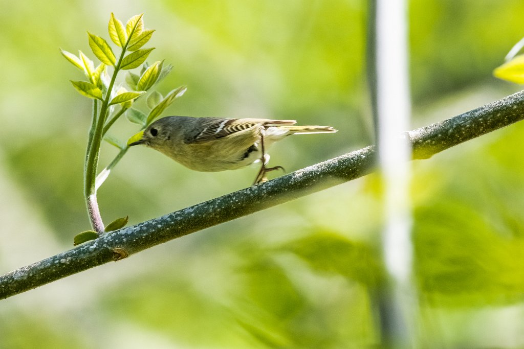 D85_6130.jpg - Ruby-crowned Kinglet