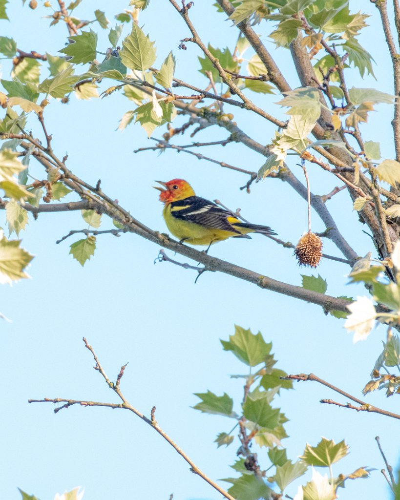 D85_6469.jpg - Western Tanager