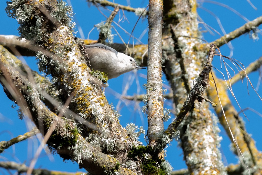 D85_8796.jpg - White-breasted Nuthatch