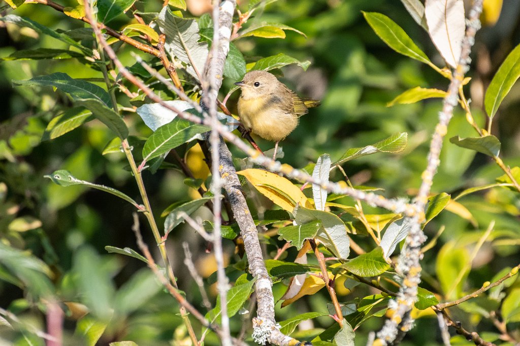 D85_8938.jpg - Orange-crowned Warbler