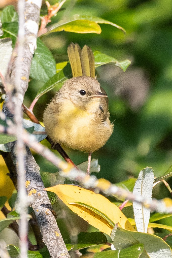 D85_8940.jpg - Orange-crowned Warbler