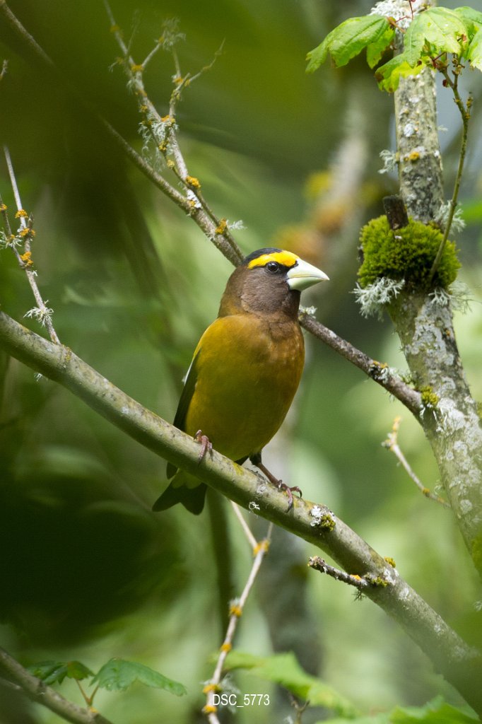 DSC_5773.jpg - Evening Grosbeak