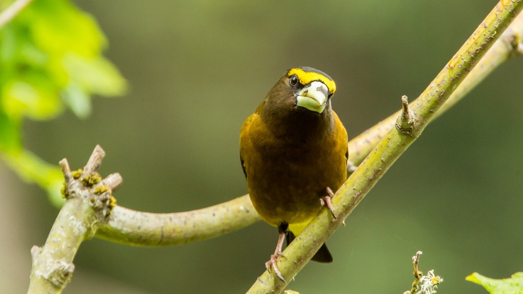 DSC_5792.jpg - Evening Grosbeak