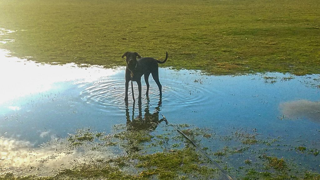 20210104_153742.jpg - YAY! A Puddle!