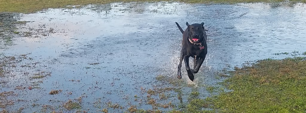 20210104_154605(1).jpg - YAY! A Puddle!