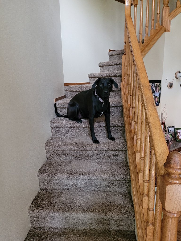 20210929_114544.jpg - Stairway Dog