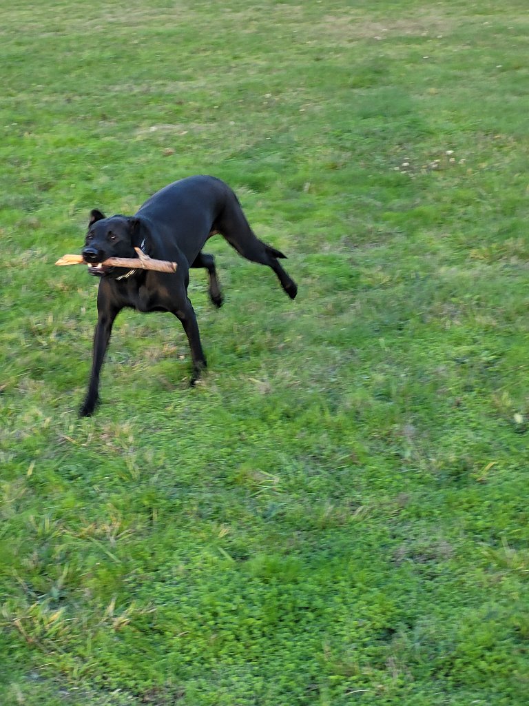 20211018_173133.jpg - Stick Dog