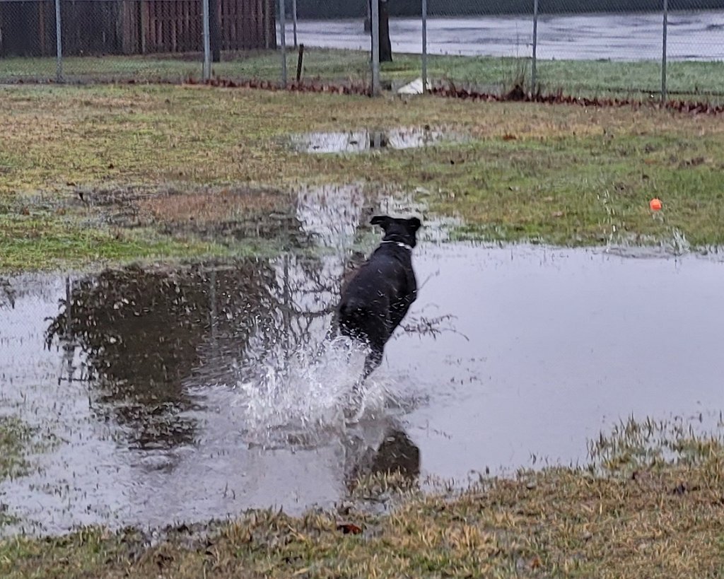 20221229_154315.jpg - Puddle fun