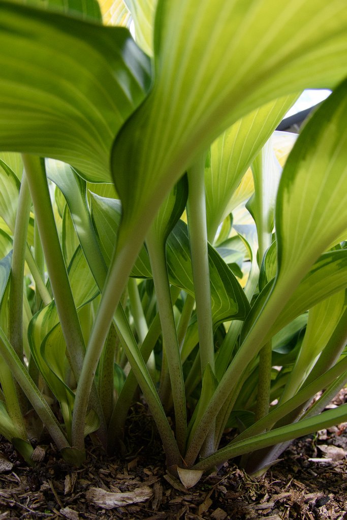 D05_4233.jpg - Fisheye Hosta