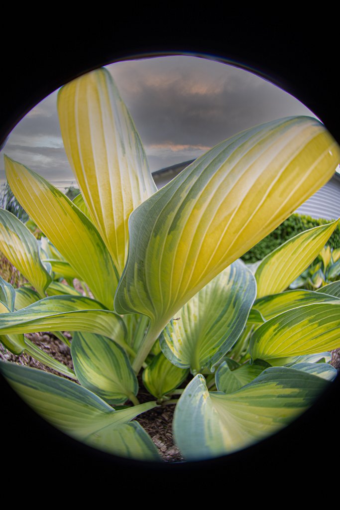 D05_4234-Edit.jpg - Fisheye Hosta