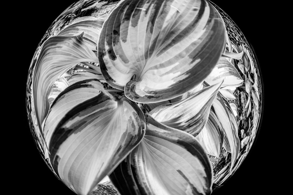 D05_4235.jpg - Fisheye Hosta