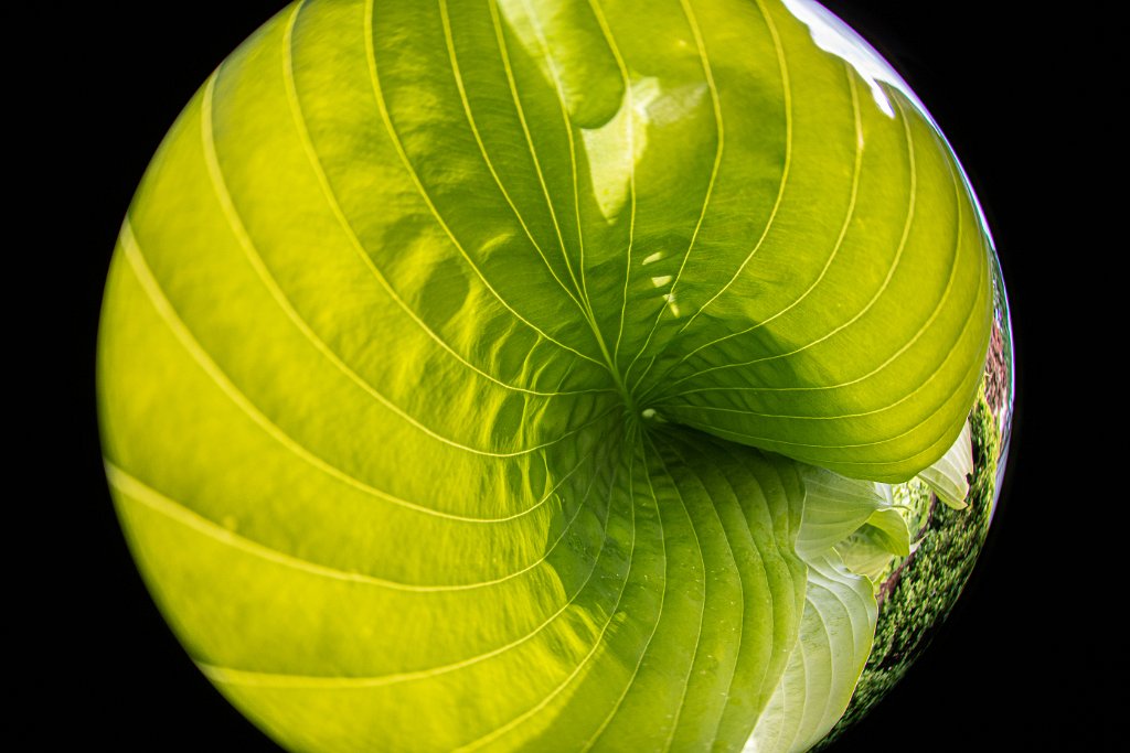 D05_4238.jpg - Fisheye Hosta