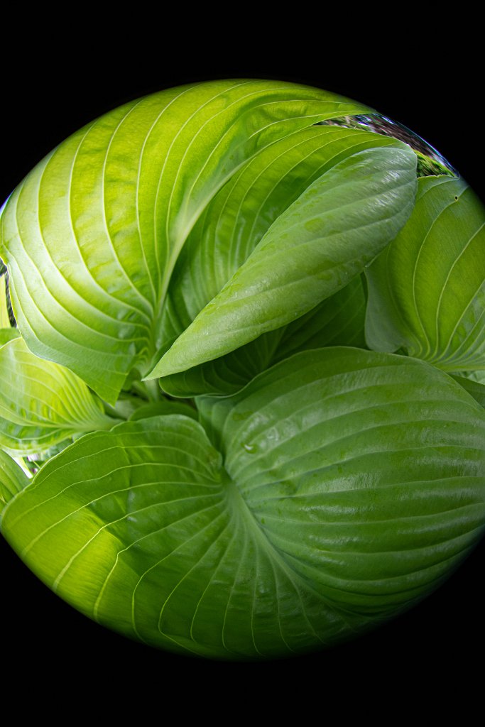 D05_4245.jpg - Fisheye Hosta