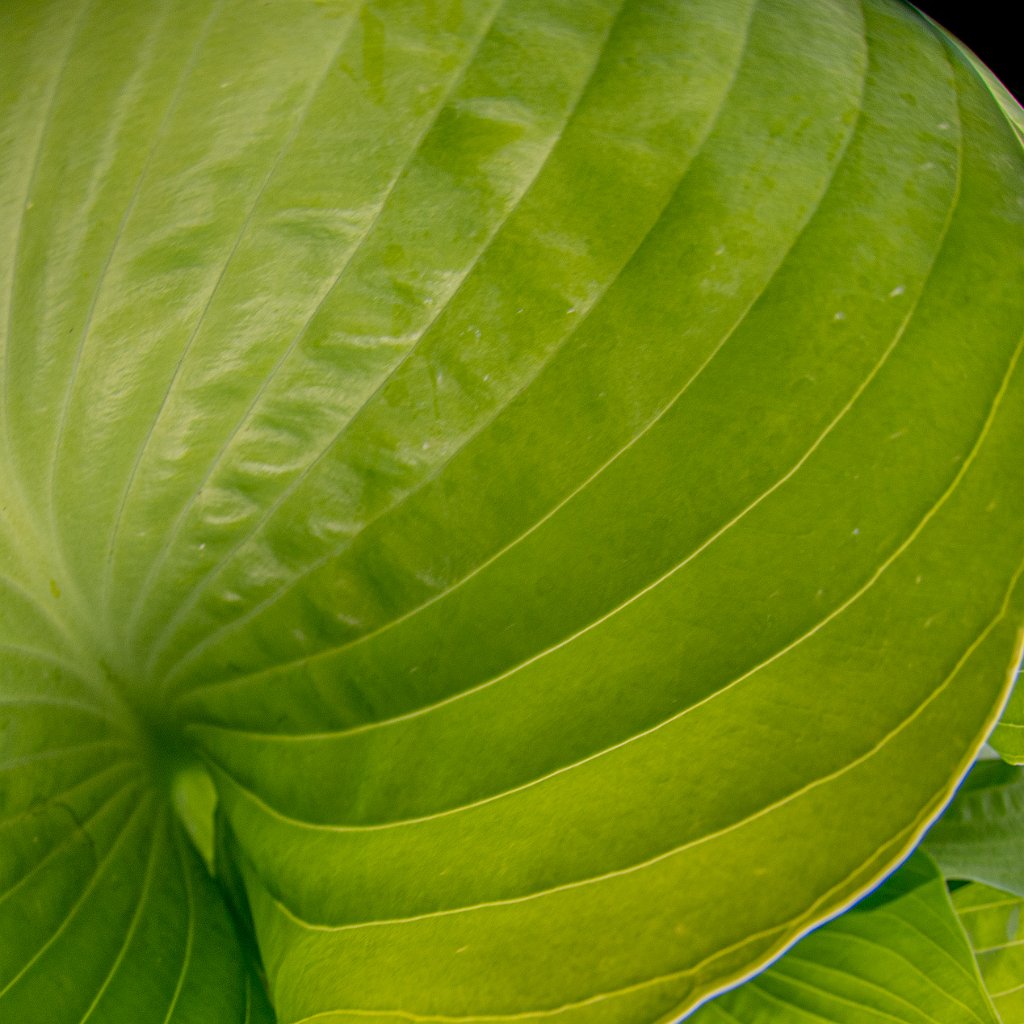 D05_4275.jpg - Fisheye Hosta